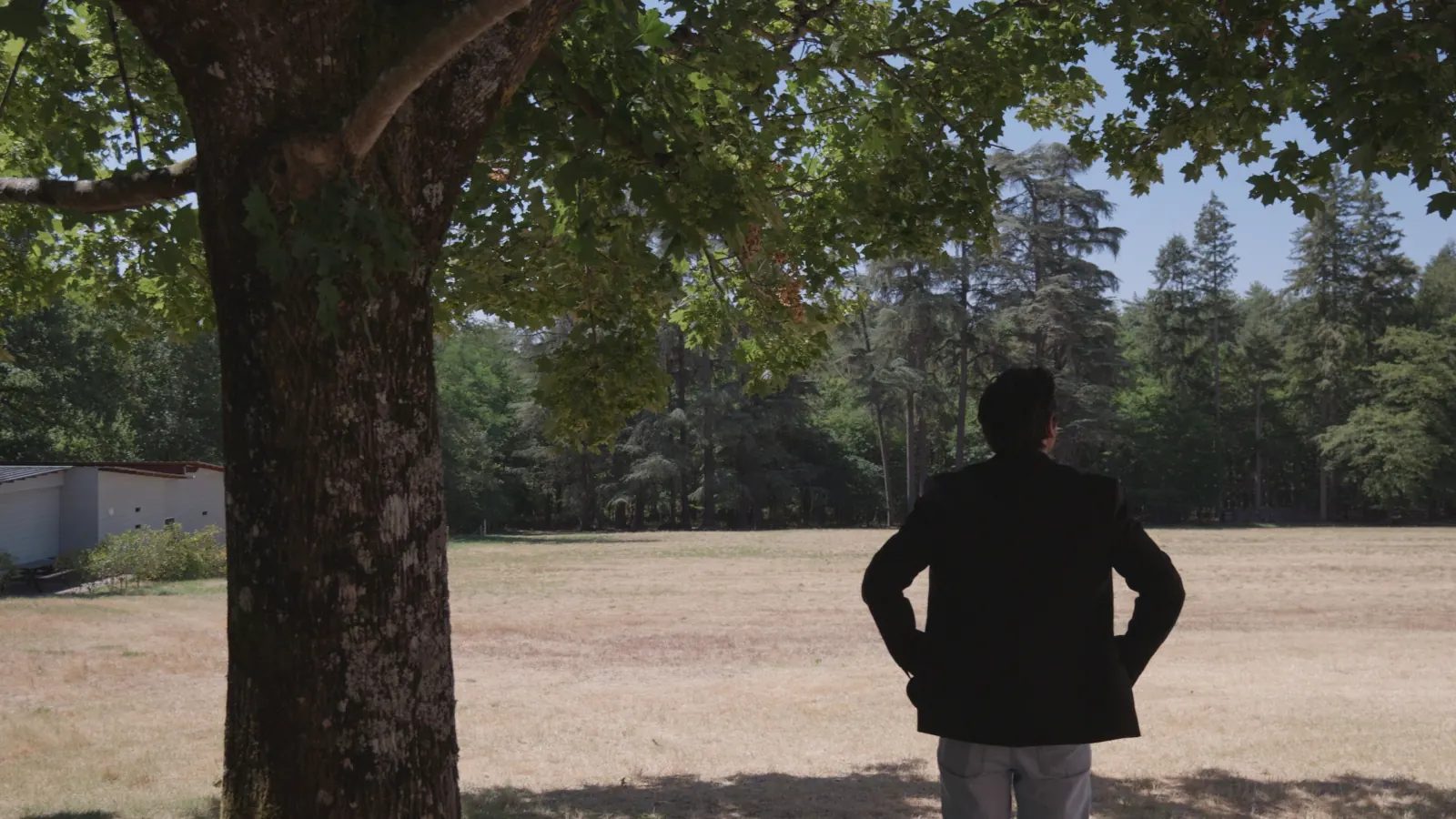 Le parc du château, à l'ombre d'un grand arbre