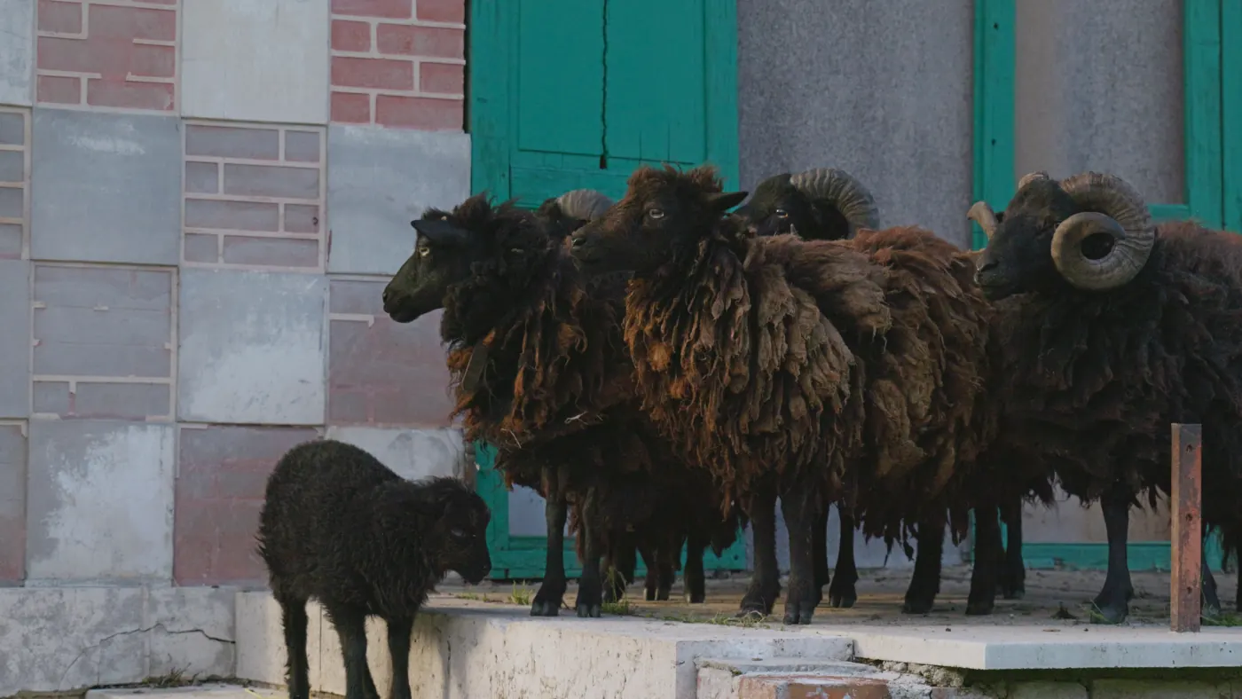 La Papinière : des moutons noirs devant le manoir